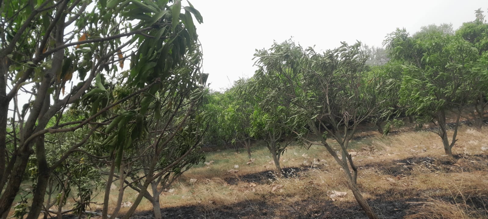 IMG-20260522-WA0106
