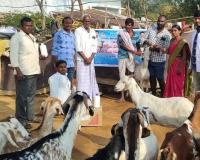 పామిరెడ్డిపల్లిలో మేకలు, గొర్రెలకు ఉచిత నట్టల నివారణ కార్యక్రమం