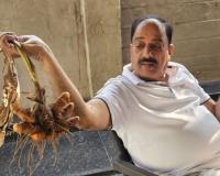 పామాయిల్ తోటల్లో పసుపు సాగు విజయవంతం.!