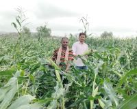 ఈదురుగాలులకు నేలమట్టమైన పంటలు ప్రభుత్వం ఆదుకోవాలని వేలేరు రైతుల విజ్ఞప్తి