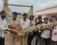 చిలుకటోనిపల్లి ఊకచెట్టు వాగులో మొసలి పట్టివేత.