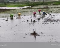 వానలతో రైతన్నలో మళ్లీ చిగురించిన ఆశలు.