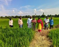 వరి, వేరుశనగ పంటల్లో చీడపీడలపై క్షేత్ర పరిశీలన.
