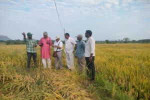 నాణ్యమైన విత్తనాలతో అధిక దిగుబడులు