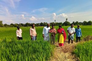 వరి, వేరుశనగ పంటల్లో చీడపీడలపై క్షేత్ర పరిశీలన.