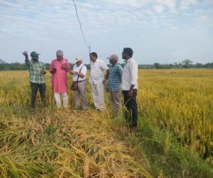 నాణ్యమైన విత్తనాలతో అధిక దిగుబడులు